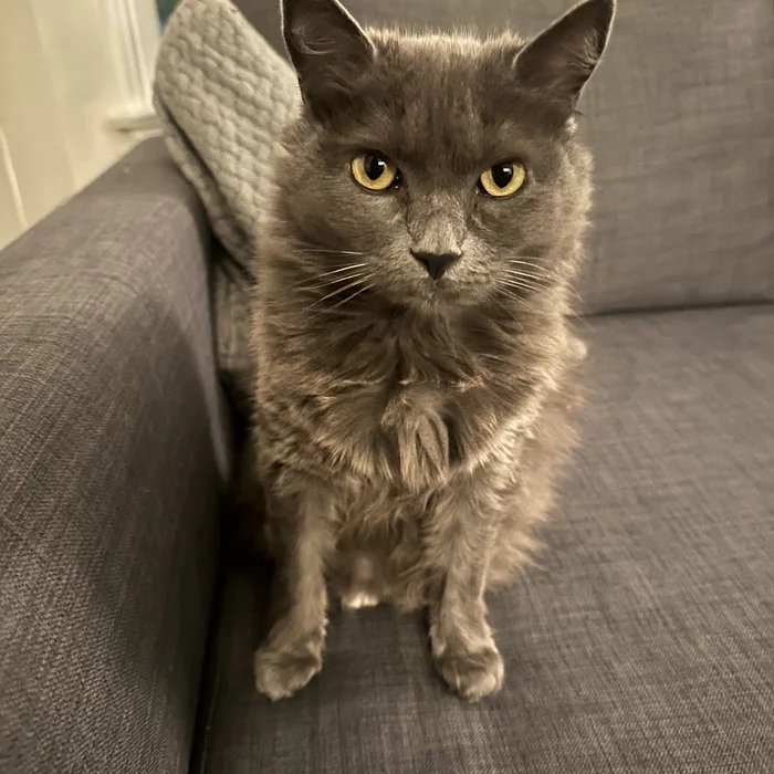 Lucy Fur